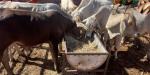 Sobrerregular la movilización de ganado no eliminará al gusano barrenador en México: productores de carne
