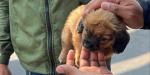 Rescata Gobierno Municipal de Tijuana a canino que era vendido ilegalmente en vía pública