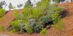 Plantea Nación Verde alternativas verdes para estabilizar taludes urbanos