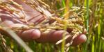 Lanza Agricultura convocatoria para fortalecer el cultivo de arroz en Campeche