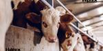 Confirma Reino Unido un único caso de EEB atípica en una granja