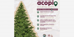 Amplía Gobierno de Ensenada recepción de árboles navideños