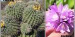 Desplaza jardinería comercial a la flora nativa en Tijuana