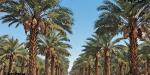 Baja California y Sonora, sede en México de la Cuarta Edición del Festival Internacional de la Palma Datilera