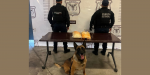 Gracias a denuncia anónima, FESC incauta metanfetamina en la colonia buenavista en Tijuana