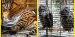 Aseguran un tigre siberiano y otros animales durante cateo en la colonia Buena Vista de Tijuana