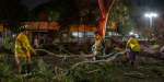 Colapsa árbol en el parque Teniente Guerrero y bloquea vialidad en Zona Centro