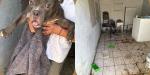 Rescatan a perro víctima de crueldad animal