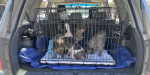 Rescatan a cuatro perritos víctimas de maltrato animal en Tecate