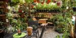 Plantart Café, donde cada rincón está lleno de miles de plantas