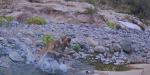 Captan un puma cazando a un cimarrón en Valle de los Cirios, al sur de San Quintín