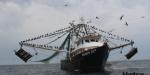 Inicia la veda de camarón en el Golfo de México y Mar Caribe