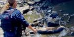 Rescatan elementos municipales a foca varada en zona del bulevar Costero