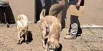 Rescatan a cinco perros maltratados y abandonados en el Costa Azul