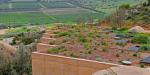 Infraestructura verde gana terreno en Tijuana frente a la crisis climática
