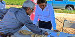 Impulsan producción de maíz en el Valle de Mexicali