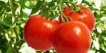 Levanta Estados Unidos restricciones a importación del tomate mexicano por virus rugoso