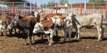 Avanza la erradicación de tuberculosis bovina en México
