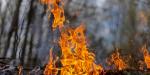 Urge prevenir incendios forestales en temporada crítica: CIGAMX