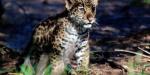 Nace Yazu, una cría de jaguar mexicano que refuerza los esfuerzos de conservación en Oaxaca