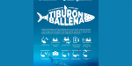 Empieza temporada de avistamiento de tiburón ballena en Bahía de los Ángeles
