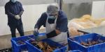 Capacita COEPRIS BC en la obtención de certificados de exportación a productos pesqueros