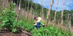 Convoca Agricultura a presentar candidatos para el Premio Nacional de Sanidad Vegetal 2024