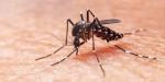 Alertan por aumento de 385% en casos de dengue en México por temporada de huracanes