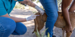 Exhorta Secretaría de Salud a cuidar la higiene y el control veterinario de mascotas