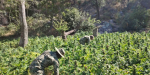 Erradican 5 plantíos de marihuana en Valle de Guadalupe