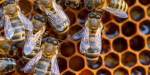 Actualizan Atlas nacional de las abejas y derivados apícolas