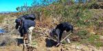 Madres buscadoras hallan cinco cuerpos calcinados en San Quintín