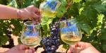 Continúa “Viñadas 2025” con eventos en el Valle de Guadalupe; invitan a la “Cosecha Bohemia”