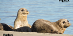 Disminuye drásticamente población de foca de puerto en Baja California