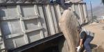 Recolectan 960 kg en jornada de traspatio en la Popular Emiliano Zapata