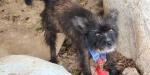 Realiza FGE cateos en vivienda para rescatar a mascotas en condiciones de abandono
