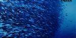 La disminución del oxígeno en los océanos amenaza a los peces de aguas profundas