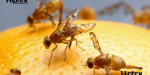 Producción de moscas estériles desaparecerá al gusano barrenador en México