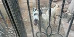 Rescatan a seis animales víctimas de maltrato en Mexicali
