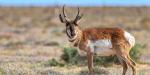 Aprovechamiento responsable de la vida silvestre, clave para la conservación y el desarrollo sustentable: CIGAMX