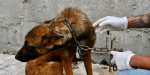 Rescata Fiscalía BC a dos caninos en condiciones de crueldad tras cateo en Las Cumbres de Tijuana
