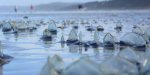 Alerta División de Rescate Acuático de Bomberos de Tijuana sobre la presencia de medusas en las playas