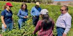 Refuerza SADER BC trabajos para el control del picudo del chile en el Valle de la Trinidad