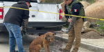 Ejecutan cateo y rescatan a canino víctima de maltrato animal en Tecate