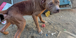 Rescatan a dos perros en condición de maltrato en Tijuana