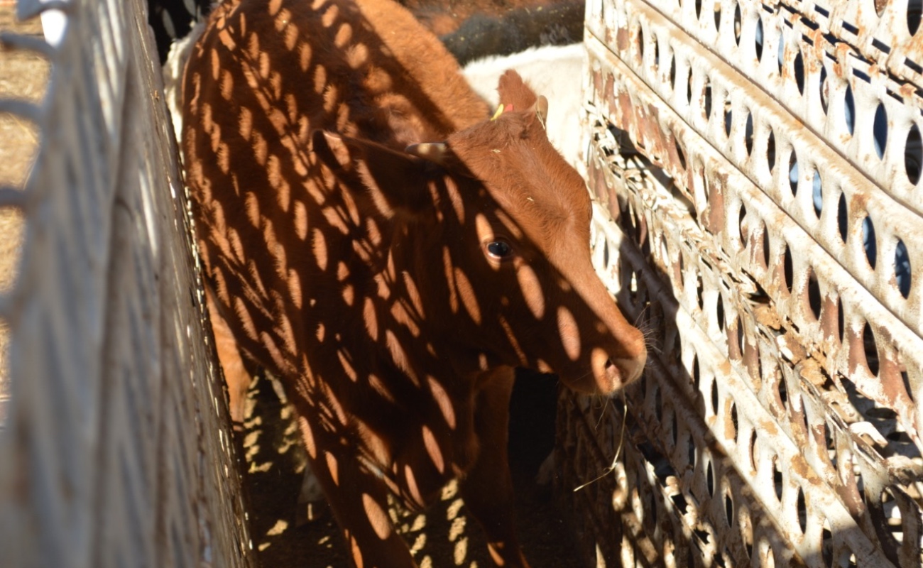 Ratifica EU al ganado de Baja California con libre de garrapata