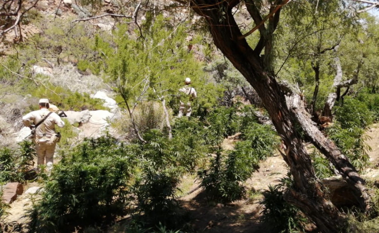 Hallan otros dos plantíos de marihuana en San Pedro Mártir