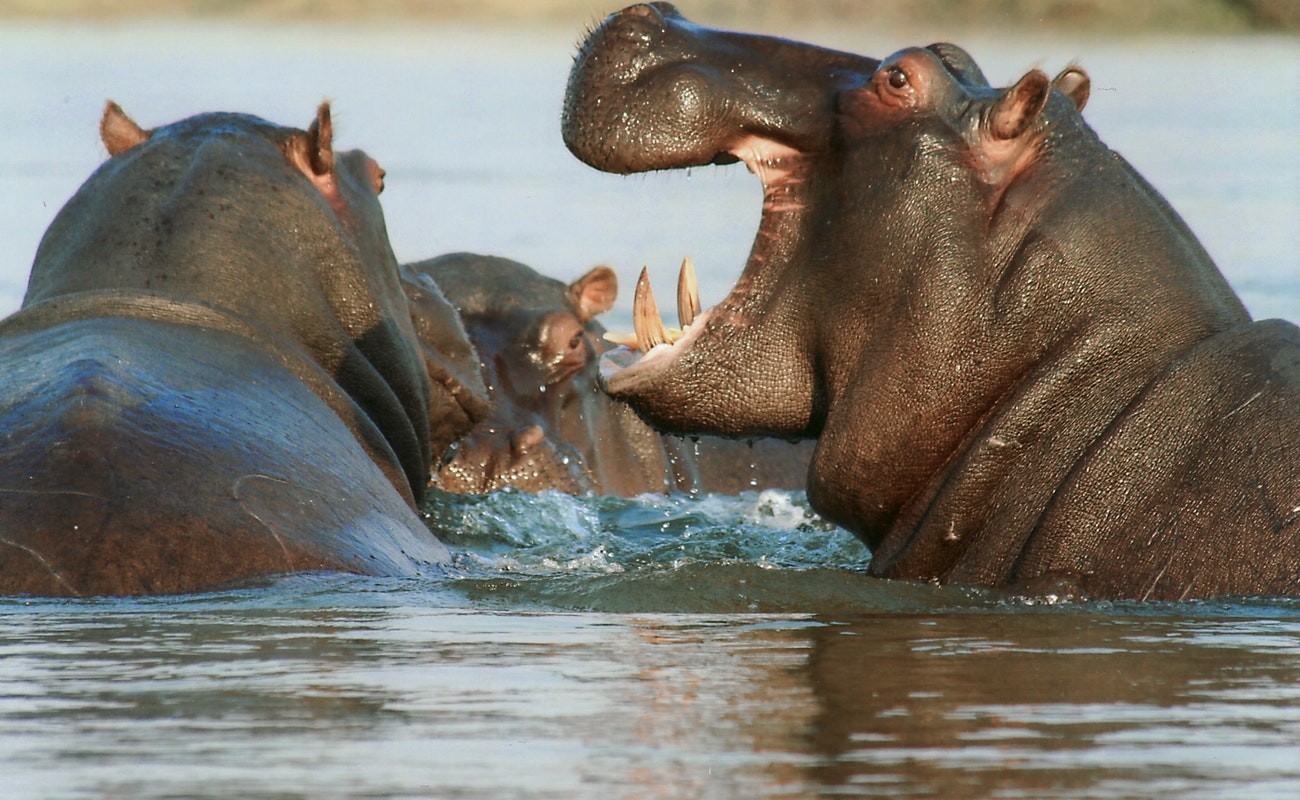 Mató hipopótamo a turista chino en Kenia