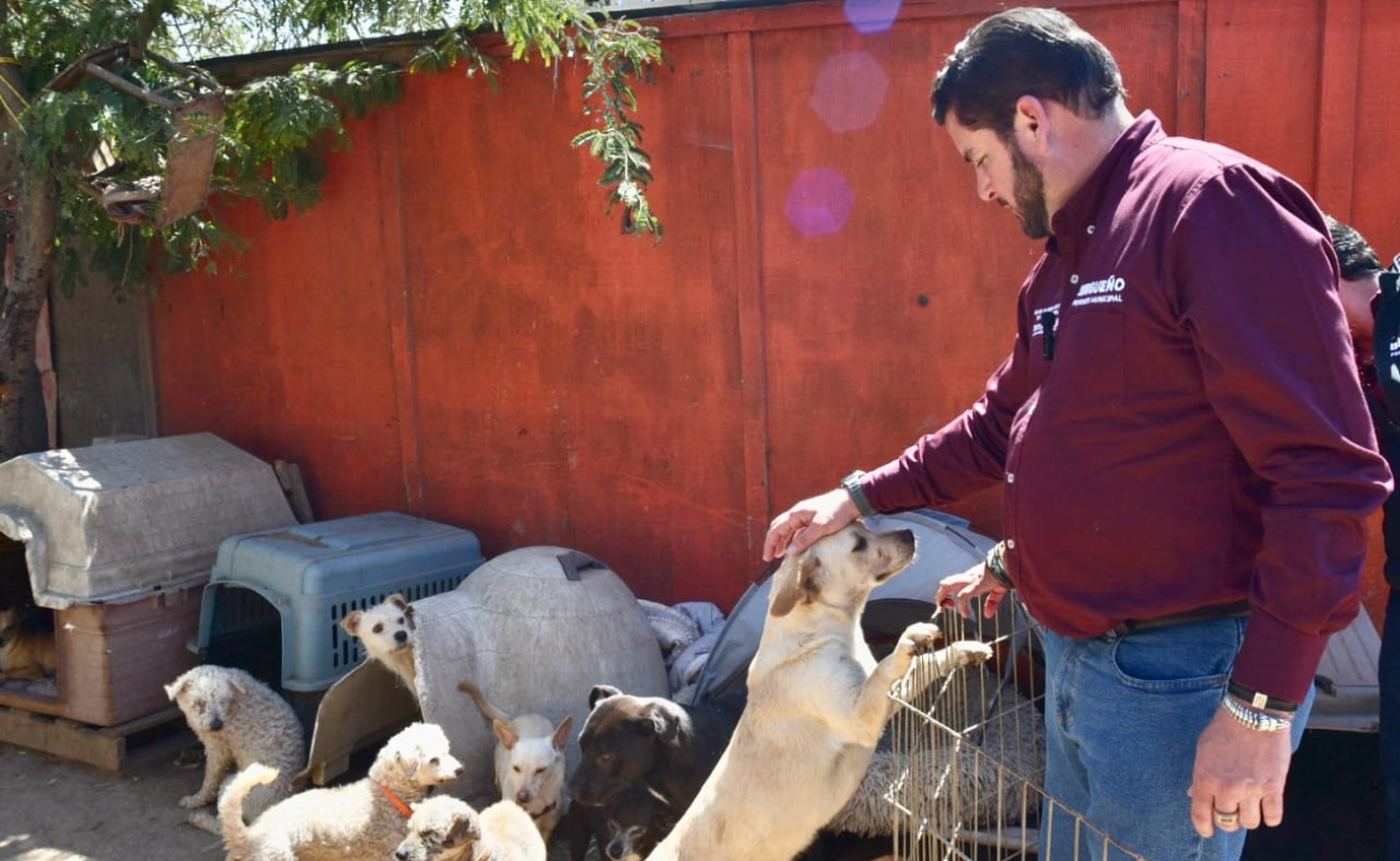 En mi gobierno reforzaremos la atención en el cuidado y respeto de animales maltratados o en abandono: Ismael Burgueño