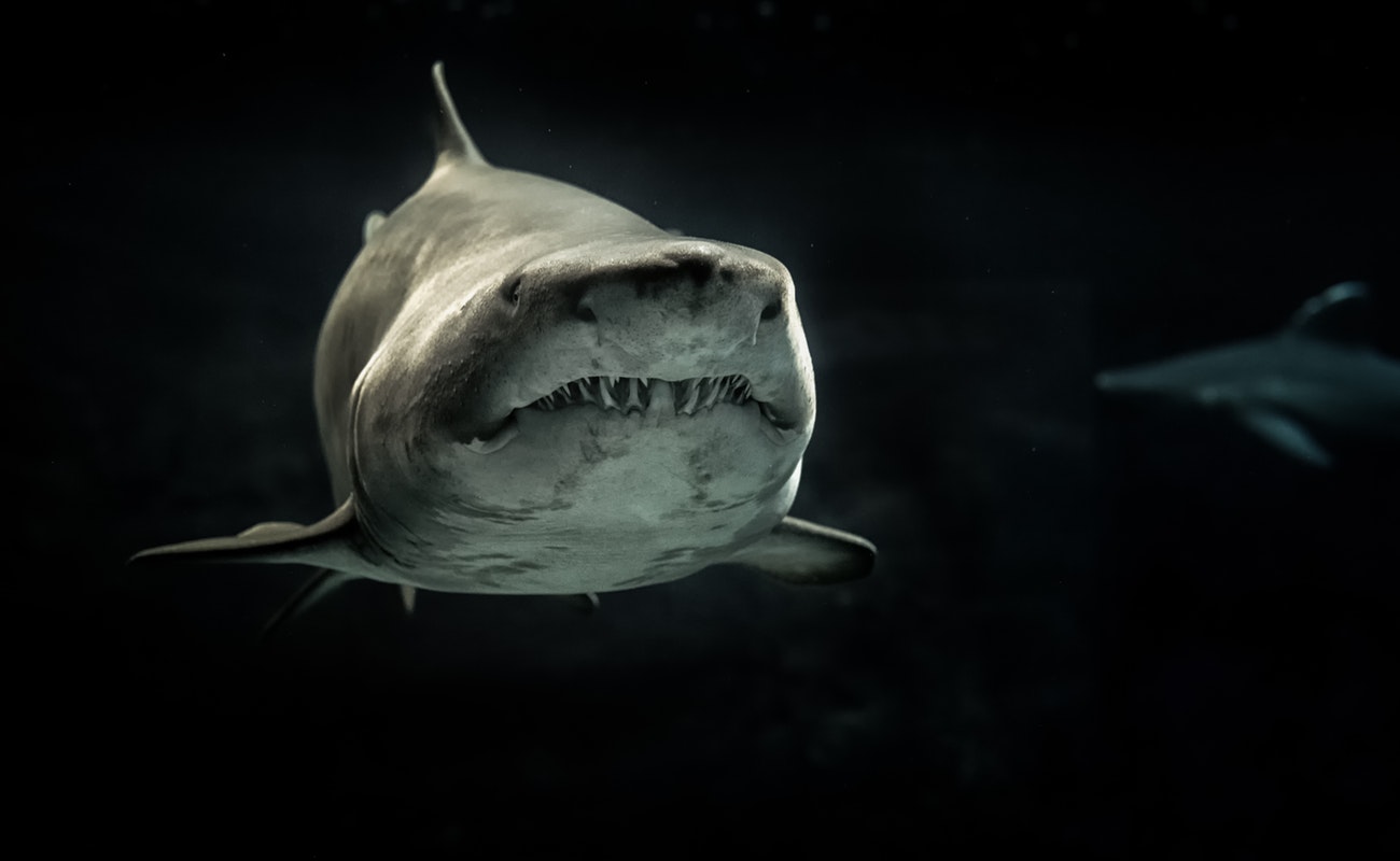 Nadar con tiburones, una experiencia para superar mitos y realidades en BCS